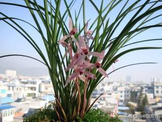 香橼树的价格：关于香橼树的价格和扩展知识的介绍