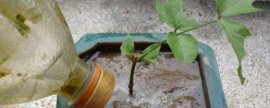 火鹤花有毒吗