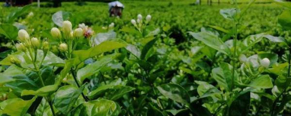 霍山石斛的食用方法，清洗晾干泡茶饮用