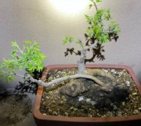 芍药花的寓意和象征