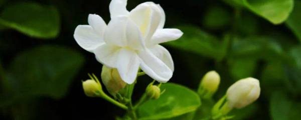 花生几个月成熟