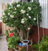 石斛秋天怎么养，需增强光照并翻盆换土