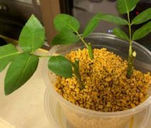 绣球花怎样过冬：绣球花不耐寒冬季养护环境温度不低于5℃