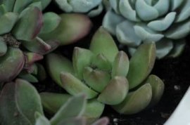 火鹤花的养殖方法：火鹤花容易烂叶子
