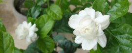 香樟树的特点：生命力强、净化力强、香味独特