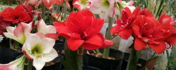 月季花叶子有白色粉是咋了,怎么办