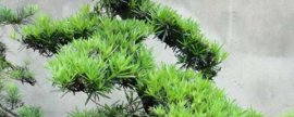 杜鹃花叶子下垂怎么办，四种方法让你的杜鹃花