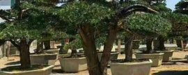 怎样才能使五彩凤梨的叶色鲜艳：避开直射光线