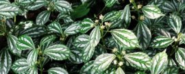 冰岛虞美人种子种植方法和注意事项