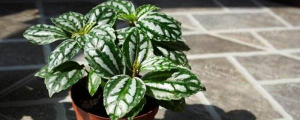 昙花一年开几次花