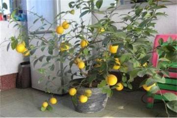 虞美人种植时间和方法