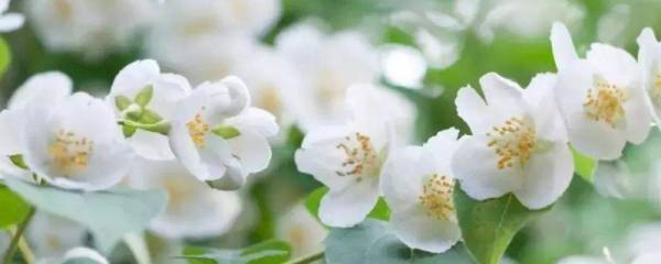 番茄苗多大可以移栽