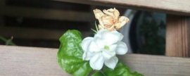 火鹤花养护有哪些要点
