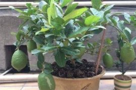 梧桐树开花吗