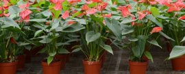 昙花花语及寓意