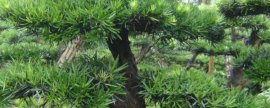 花烛的养殖方法及注意事项