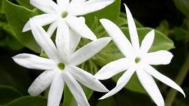 桂花开花的过程