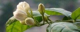 盆栽花烛夏天怎样养护