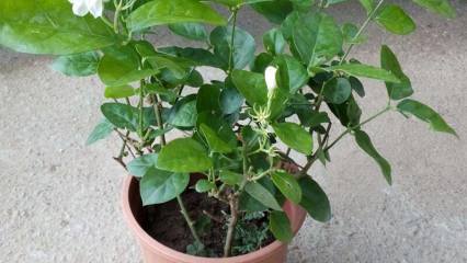 盆栽小番茄多久浇一次水
