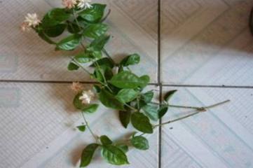 芍药根块带芽种植方法，秋季切根后覆土种植