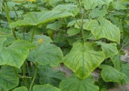 30朵红玫瑰代表什么意思