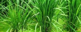 怎样栽培冷水花