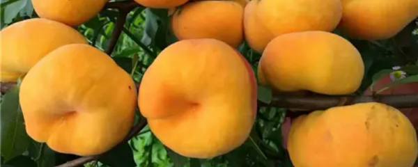 无花果一年可以结几次果