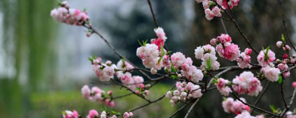 冷水花怎么养：注意水不要洒在叶子上