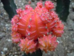 无花果插枝种植方法