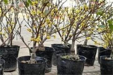紫罗兰没根可以水养吗，可以/紫罗兰叶子都能水插成活