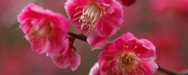 八月开什么花，盘点10种八月最常见的花