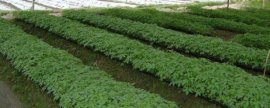 梧桐树果实：球状的实心果可食用