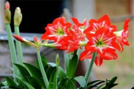 无花果坐果后怎么管理
