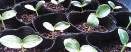 旱伞草苞片发暗、植株无神怎么办