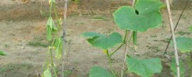 昙花夏天怎么养：多通风少光照少浇水