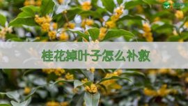 五针松盆景的养护方法