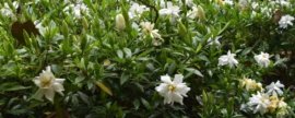 五针松黄叶是季节性吗
