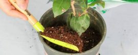 菠萝蜜种植方法盆栽