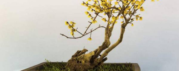 夹竹桃有哪些特征和习性