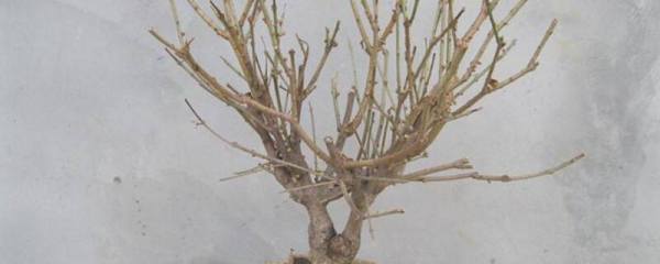 千头菊的养殖方法和注意事项