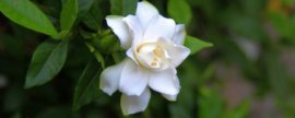 千头菊春天需要打顶吗