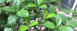 手捻葫芦阳台种植方法