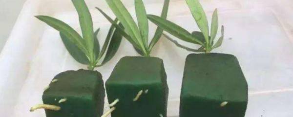 杜鹃花放在卧室好吗，不好/会与人体争吸氧气