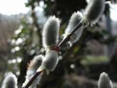 怎样使多头菊高矮一致