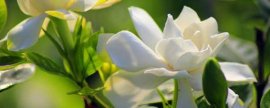 无土扦插的茶花应怎样管理