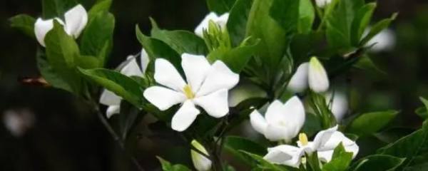 月季上鸡粪多久一次
