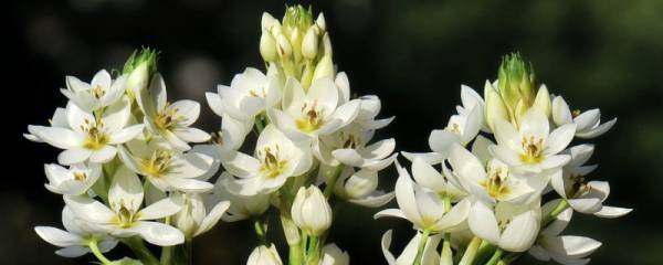 菠萝蜜一次可以吃几颗，一次食用3～5颗为宜