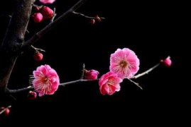 菠萝蜜树几年可以结果