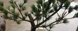 怎样养护观赏葫芦
