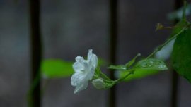 球根海棠落蕾落花怎么办